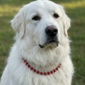 Pampered Dog Decorative Collars – Large 18” – 26”, Red